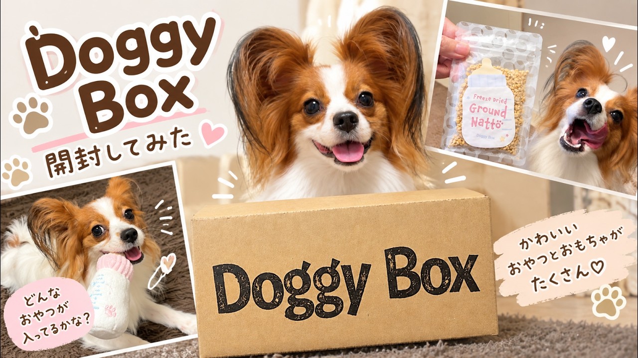 Doggy Box】パピヨンLeaと一緒に開封してみた！おやつ＆おもちゃを紹介