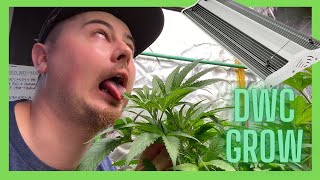 DWC Grow Episode #5 | Updates on Pink Lemonade Wedding Cake | Electric Sky ES300 V3