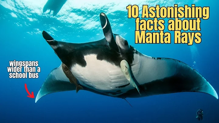 10 Facts about Manta Rays 💥 Manta Ray Educational Video