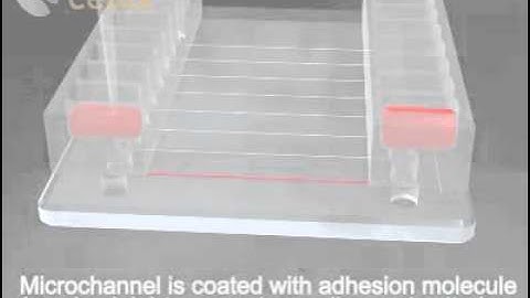 Vena8 Endothelial+ Biochip Tutorial