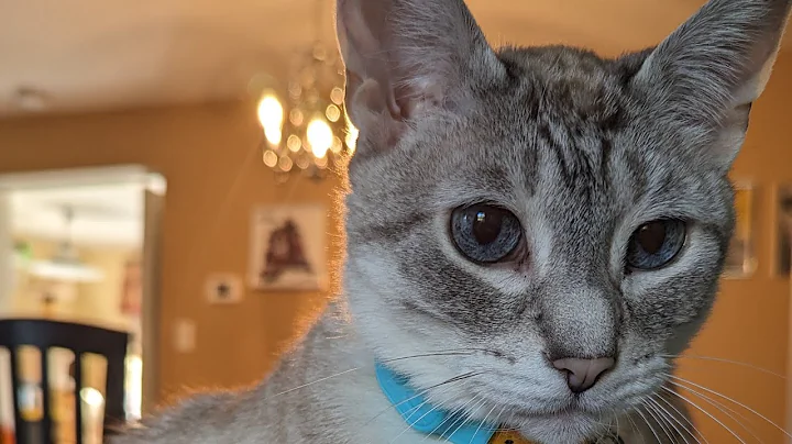 Watch the video about Lulu the cat grooms Lincoln the Lynx Point Siamese