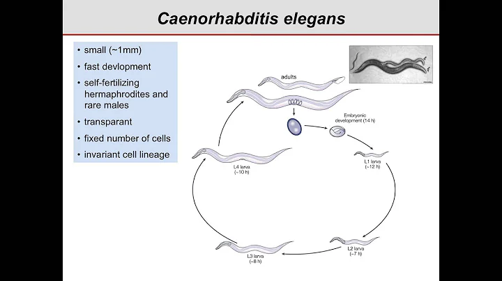 Karin Kiontke, Ph.D  - What Worm Tails Teach Us About Timing of Development