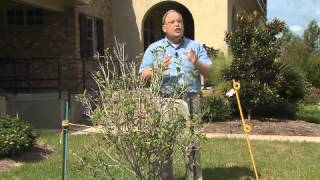 Hurricane Recovery- straightening shrubs and small trees