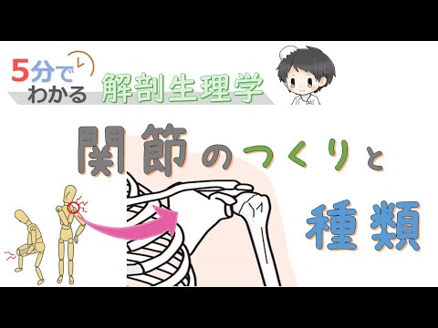 関節のつくりと種類【5分でわかる解剖生理学】