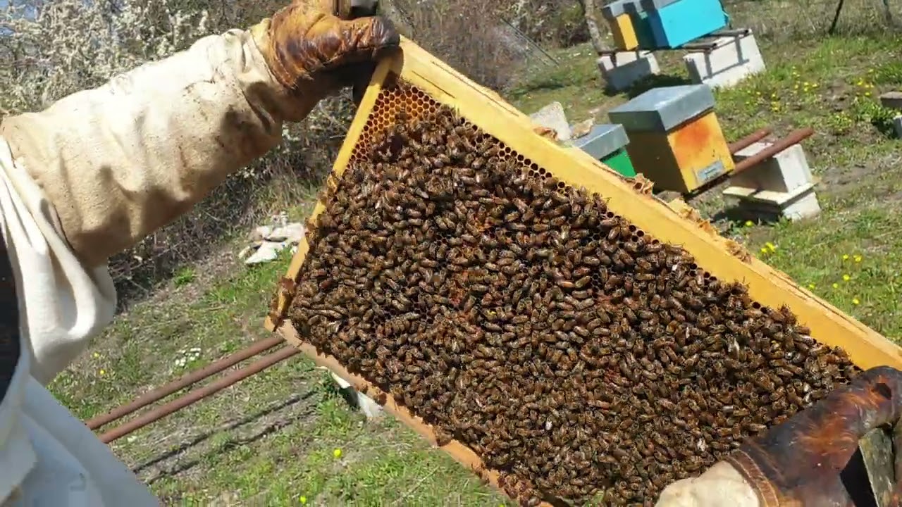 Sciami di api esplosivi.... che fare?