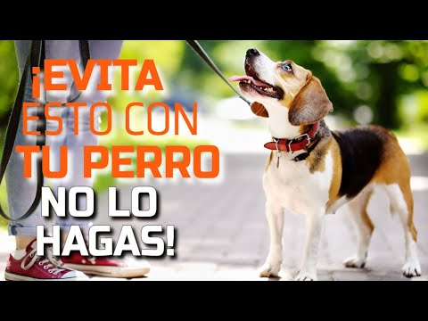Video: Pasear al perro: lo que todos los dueños de perros DEBEN hacer (pero probablemente no)