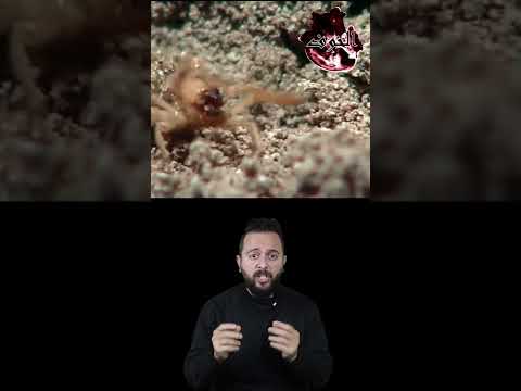 شيطان الصحرا