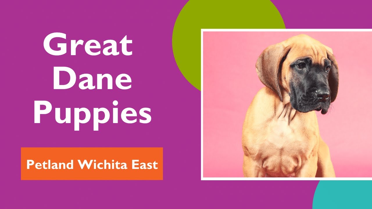 Pawdy Amazing Facts About The Great Dane That Will Make You Howl YouTube