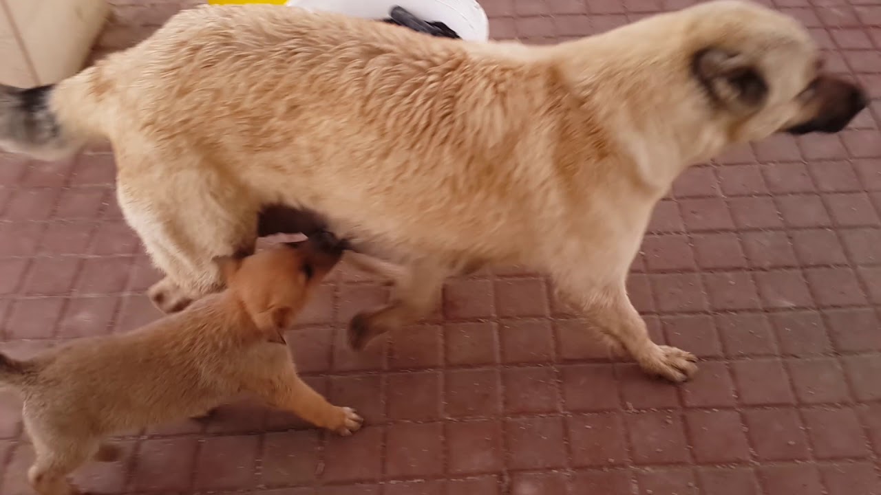 Yavru köpekler annesini kovalıyor YouTube