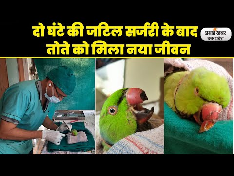 Aligarh Parrot News: पंखे से कटी तोते की चोंच को  दो घंटे सर्जरी कर जोड़ा, मिट्ठू को मिला नया जीवन