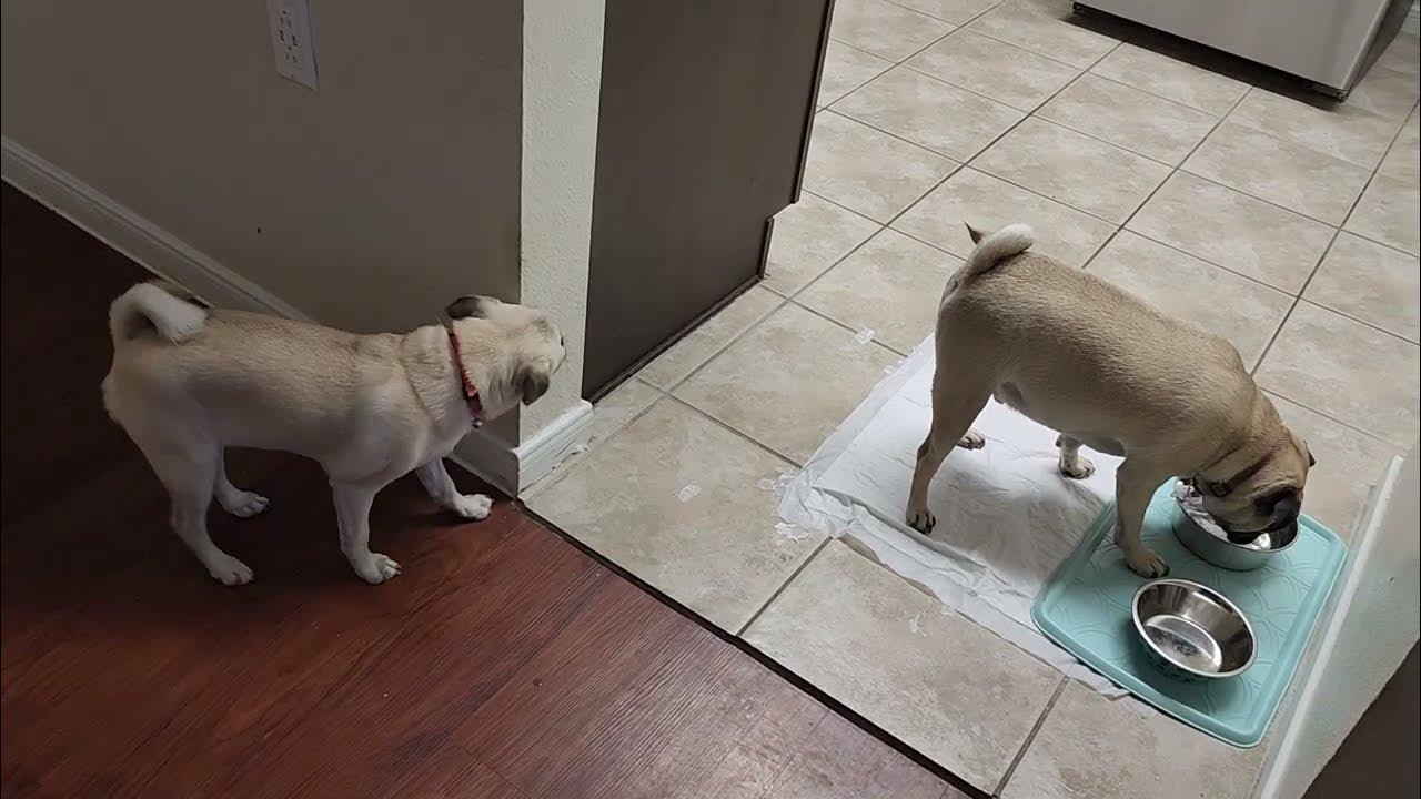 hey-he-s-eating-my-dog-food-youtube