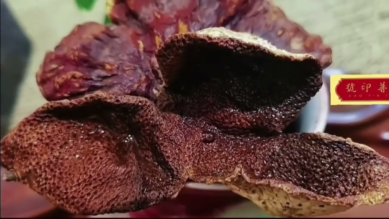 🌿 野生赤靈芝：自然的健康奇蹟 