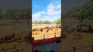 Finca El Carrascal Andalucía España