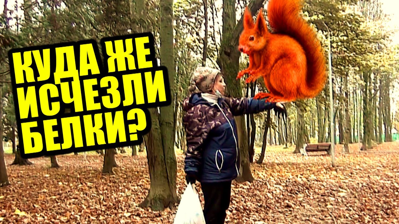Куда девается белок. Куда девается белок