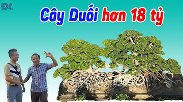 Cây Bonsai khủng nhất VN, 18 tỷ chủ vẫn lắc đầu và bộ sưu tập chậu xoay thú vị - ĐỘC LẠ BÌNH DƯƠNG