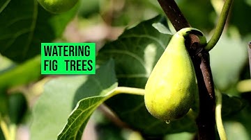 Fig Trees: "Do Fig Trees Need A Lot of Water?"