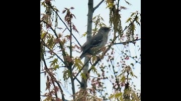 Mocking bird calls 1