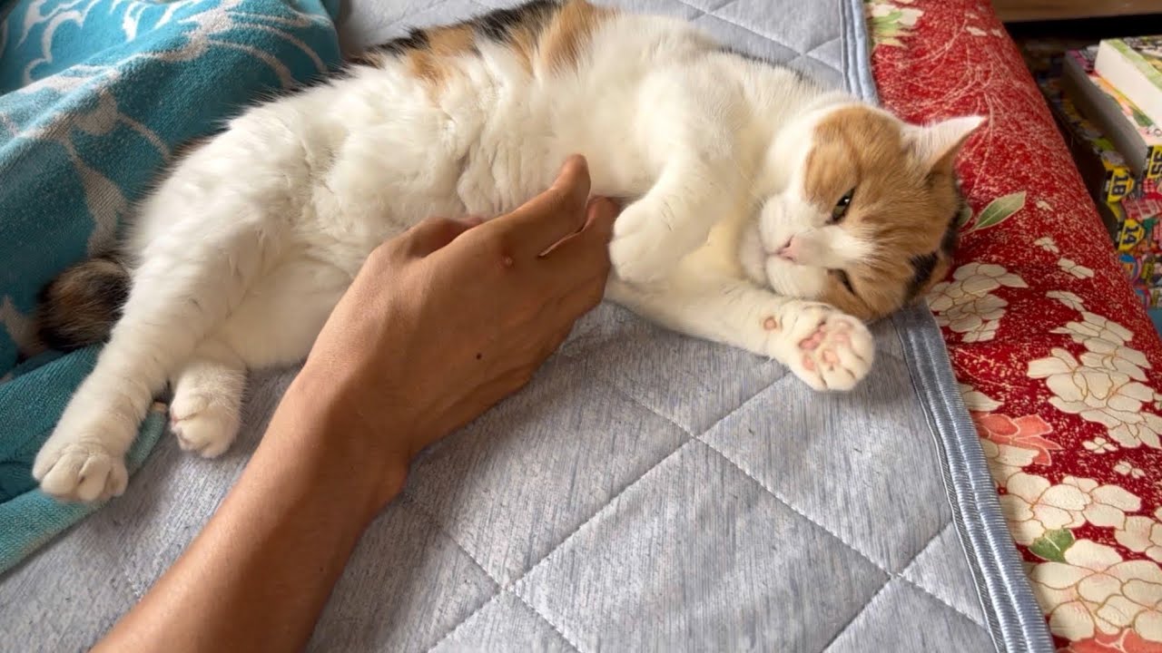 三毛猫】甘えるために朝から私のベッドに横たわるミケ（2025年8月8日