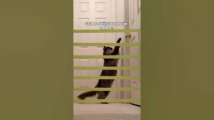 Video 11396601: mainecoon catlife, funnycats mainecoon, kitty