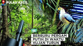 BERBURU PERGAM PUTIH‼️SPOT PULAU KECIL KAC.SIMEULUE BARAT