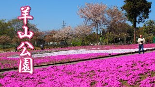 【真作】掛軸　跡部白鳥　矢祭山の桜　春景色　桜咲く里山風景　共箱入　R166 真作】掛軸 跡部白鳥 矢祭山の桜 春景色 桜咲く里山風景 共