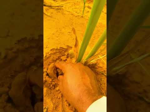 سالم الزواهره زراعة الكركم الجوف النبك اكسبلور ترند السعوديه