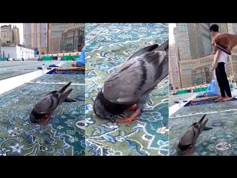 Video: Burung Merpati Sujud Di Masjidil Haram Ini Viral