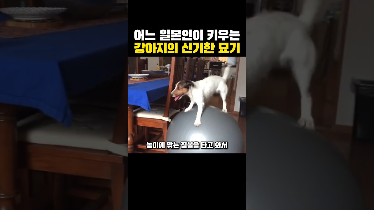 어느 일본인이 키우는 강아지의 '신기한' 묘기?ㅋㅋㅋ