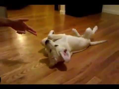 the-online-dog-trainer-doggy-dan---training-your-labrador-retriever-puppy