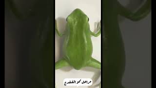 مراحل نمو الضفدع