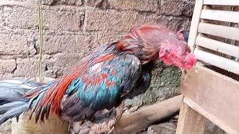 using appropriate antibiotics to cure aseel murga & mianwali aseel which is suffering by infection