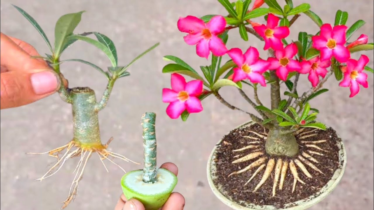Best Natural Rooting Banana Hormone How to Grow Adenium Plants From