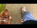 NYC Dog Trainers / Manhattan Dog Trainers / Enzo / Bulldog with Amazing Obedience NYC Dog Trainers / Manhattan Dog Trainers / Enzo / Bulldog with Amazing Obedience