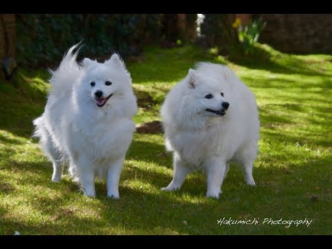 Spitz Japonés / Raza de Perro Spitz Grande. Origen, Características, Alimentación, Cuidados Y Curiosidades