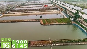 Trại cá giống công nghệ cao, sạch bệnh | VTC16