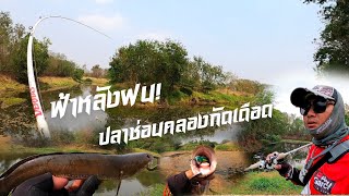 ฟ้าหลังฝน!!! ปลาช่อนคลองกัดเดือด Abu Garcia Maxpro Abu Garcia Veritas