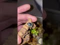 Meet Mecha &amp; Sonora The Hairy Desert Robot Beetle &amp; Stripe-tail scorpion #scorpion #buglover