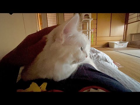 お腹に乗って来る猫が可愛くて仕方ない！