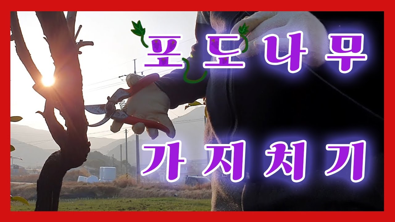 왕초보도 쉽고 재미있게 할 수 있는 포도나무 가지치기~ - Youtube