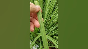 Công dụng tuyệt vời của cây sả #food #viral #vi thuoc #shorts