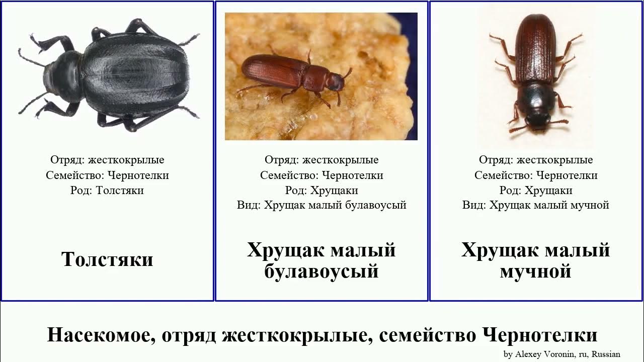 Хрущак малый булавоусый - 7023511