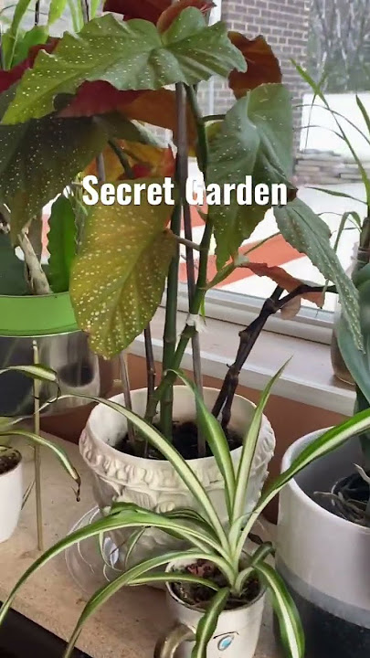 Song from a Secret garden #nature #garden #secretgarden #secret #plants #trees #song #orchid #hmong