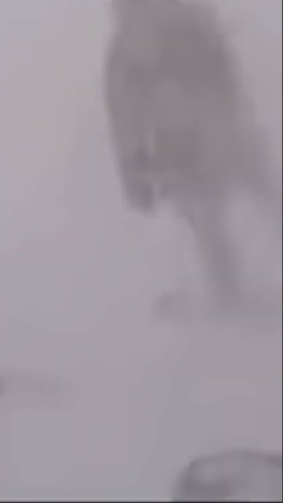 #survival #crazy shorts these skiers were able to survive this huge avalanche