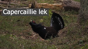 Carpathian capercaillie lekking season 2023