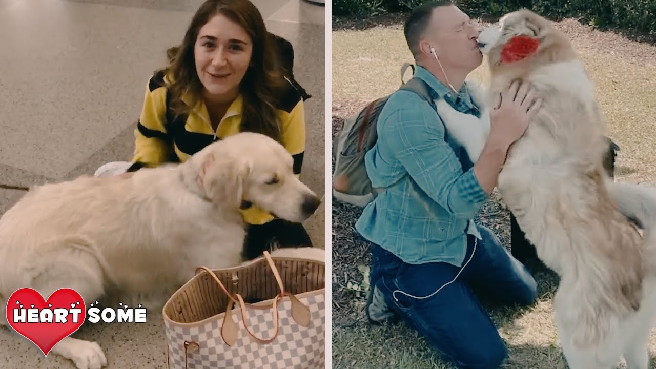 Top 5 - Emotional Dogs Reunion With Their Owners || Heartsome 💖 - YouTube