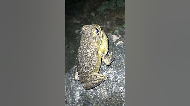 😲 AMAZING  SOUND OF HAWAIIAN 🐸 FROG || TOAD