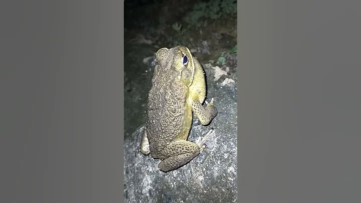 😲 AMAZING  SOUND OF HAWAIIAN 🐸 FROG || TOAD - DayDayNews