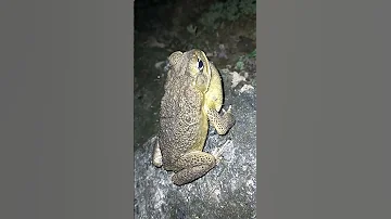 AMAZING SOUND OF HAWAIIAN FROG TOAD AMAZING SOUND OF HAWAIIAN FROG TOAD
