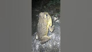 😲 AMAZING  SOUND OF HAWAIIAN 🐸 FROG || TOAD