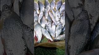 Рыбалка на Капчагае, 2024 вобла, зимняя рыбалка
